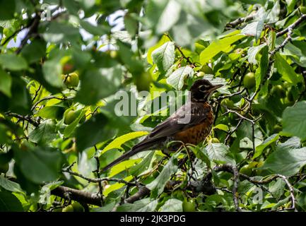 Close-up of an american robin bird that is perched on the branch of a wild american plum tree that is growing at the edge of a forest. Stock Photo