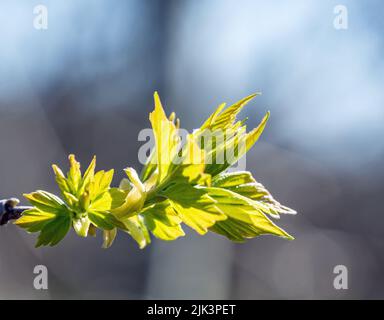 Close-up of the new spring leaves on a box elder maple tree that is growing at the edge of a forest on a bright sunny day in May. Stock Photo