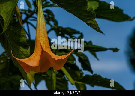 The flowers of the Datura Metel plant that are in bloom are a combination of ivory and orange, growing in the yard for decoration Stock Photo