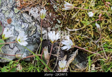 Mountain chickweed flowering Stock Photo