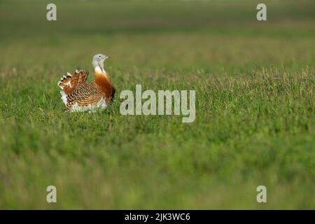 Great bustard Otis tarda, adult displaying, Salisbury Plain, Wiltshire, UK, April Stock Photo
