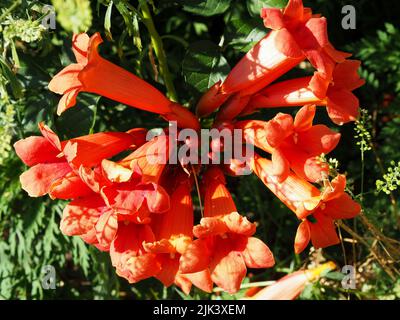 Beautiful deep red trumpet vine flowers (Campsis radicans) in a garden in Ottawa, Ontario, Canada. Stock Photo