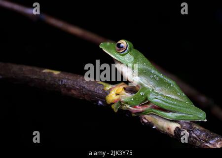 Malabar gliding frog (Rhacophorus malabaricus) is a rhacophorid tree frog species found in the Western Ghats of India. Stock Photo