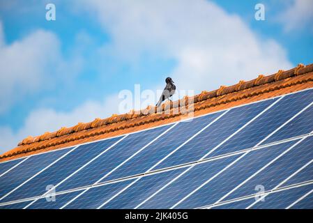 Crow standing on a roof above solar panels Stock Photo