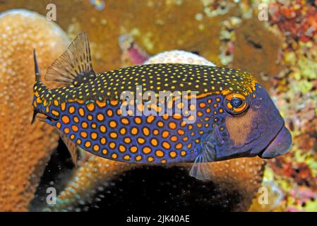 Spotted Boxfish or  Whitespotted boxfish (Ostracion meleagris), male, Great Barrier Reef, UNESCO World Heritage Site, Queensland, Australia Stock Photo