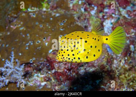 Yellow boxfish (Ostracion cubicus), juvenile, Halmahera, Indonesia, Asia Stock Photo