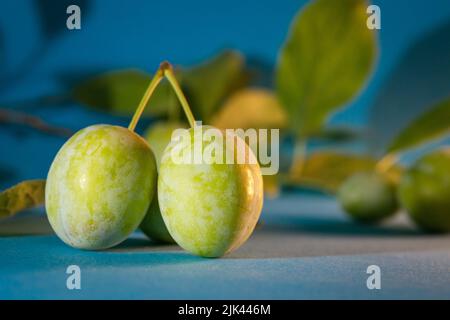 Green plums on a blue background. a branch with leaves. Stock Photo