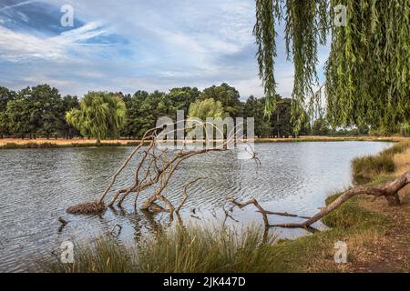 Fallen tre branch in pond Stock Photo