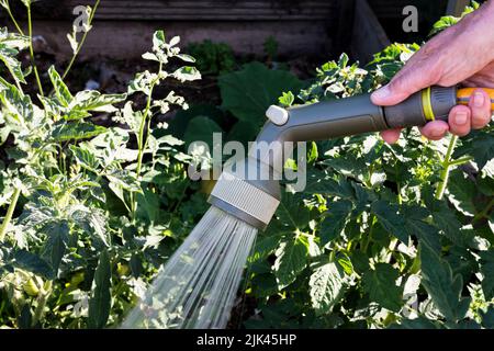 Woman using a hosepipe spray to water tomato plants in her vegetable garden. Stock Photo