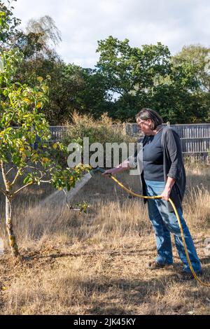 Woman watering fruit tree with a hosepipe during the hot and dry weather of July 2022. Stock Photo