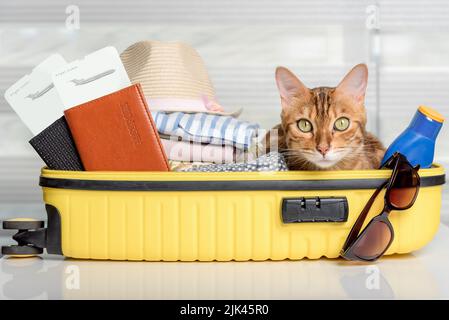 Funny cat in a suitcase with glasses, passports, tickets and clothes. Summer vacation. Stock Photo