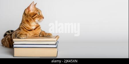 Smart Bengal cat and books on a white background. Preparation for school. Stock Photo
