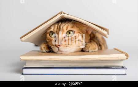 Smart Bengal cat and books on a white background. Preparation for school. Stock Photo