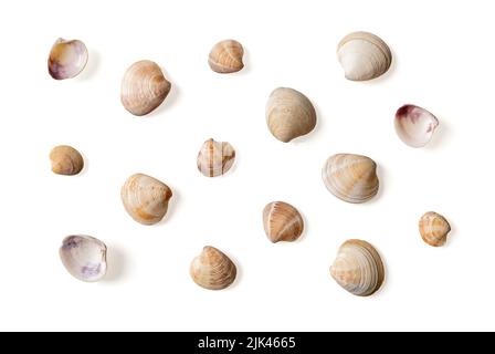 Set of Venus clam empty shells isolated on white background. Variety of Veneridae bivalve multicolored shells macro. Saltwater clams, seafood concept. Stock Photo