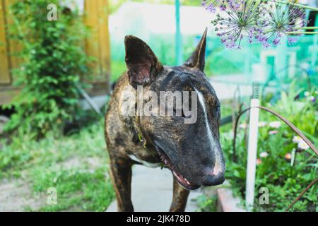 The young beautiful bull terrier in a brindle color Stock Photo