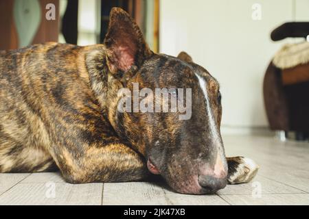 The young beautiful bull terrier in a brindle color lying on the floor at home Stock Photo