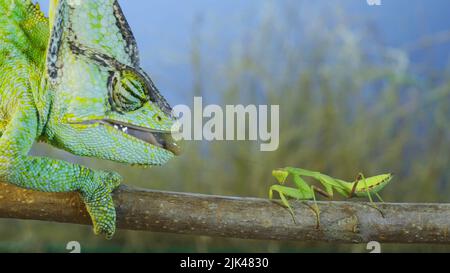 Close up of Veiled chameleon hunts on praying mantis. Veiled chameleon, Cone-head chameleon or Yemen chameleon Stock Photo