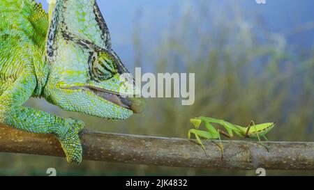 Close up of Veiled chameleon hunts on praying mantis. Veiled chameleon, Cone-head chameleon or Yemen chameleon Stock Photo