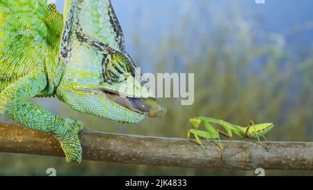 Close up of Veiled chameleon hunts on praying mantis. Veiled chameleon, Cone-head chameleon or Yemen chameleon Stock Photo
