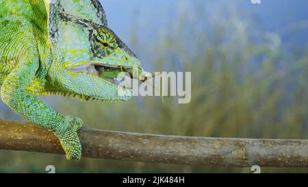 Close up of Veiled chameleon eats a praying mantis. Veiled chameleon, Cone-head chameleon or Yemen chameleon Stock Photo