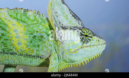 Close up of Veiled chameleon on blue sky background. Veiled chameleon, Cone-head chameleon or Yemen chameleo Stock Photo