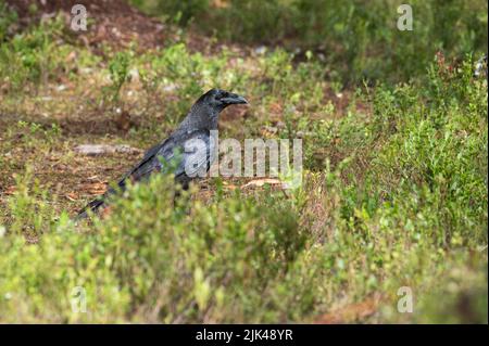 Common raven (Corvus corax) in the taiga forest of Finland Stock Photo