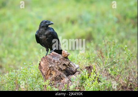 Common raven (Corvus corax) perched on a tree stump in the taiga forest of Finland Stock Photo