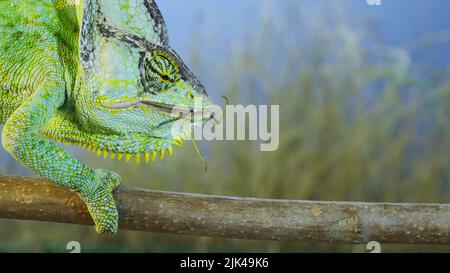 July 30, 2022, Odessa oblast, Ukraine, Eastern Europe: Close up of Veiled chameleon eats a praying mantis. Veiled chameleon, Cone-head chameleon or Yemen chameleon (Credit Image: © Andrey Nekrasov/ZUMA Press Wire) Stock Photo