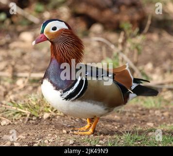 Male Mandarin duck Stock Photo