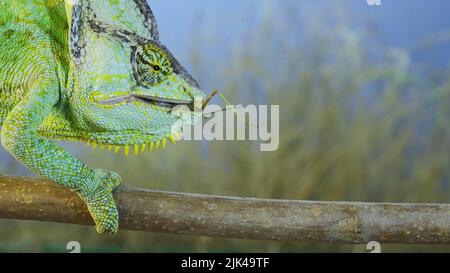 July 30, 2022, Odessa oblast, Ukraine, Eastern Europe: Close up of Veiled chameleon eats a praying mantis. Veiled chameleon, Cone-head chameleon or Yemen chameleon (Credit Image: © Andrey Nekrasov/ZUMA Press Wire) Stock Photo