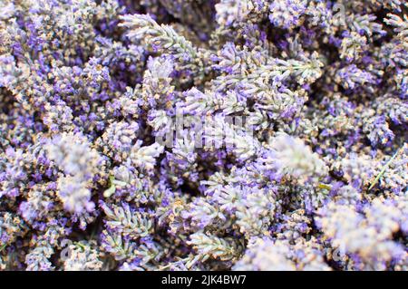 Close up view of Lavender flowers Stock Photo