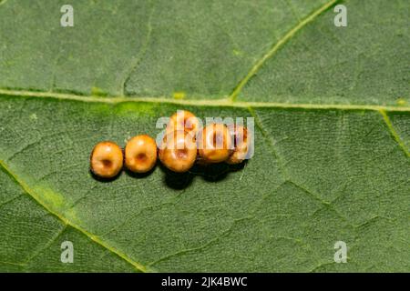 Cecropia Moth Eggs - Hyalophora cecropia Stock Photo
