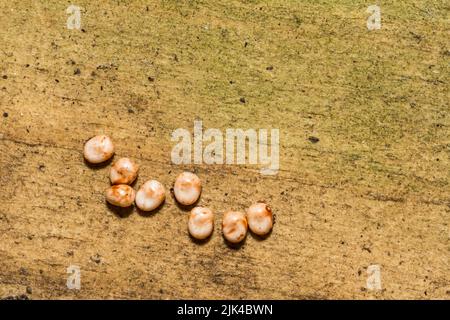 Cecropia Moth Eggs - Hyalophora cecropia Stock Photo