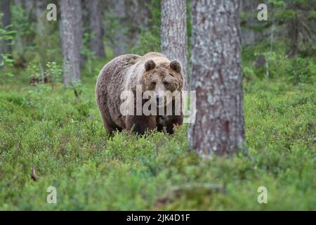 Brown bear (Ursus arctos) photographed in the taiga forest of Finland Stock Photo