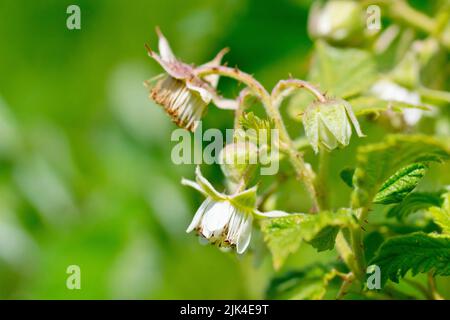 Raspberry (rubus idaeus), close up of the small white flowers of the wild variety of the shrub, with limited depth of field. Stock Photo