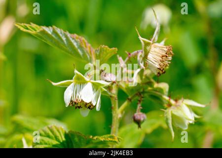 Raspberry (rubus idaeus), close up of the small white flowers of the wild variety of the shrub from which the cultivated varieties were bred. Stock Photo