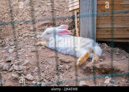 many white and gray rabbits walk around the pen Stock Photo