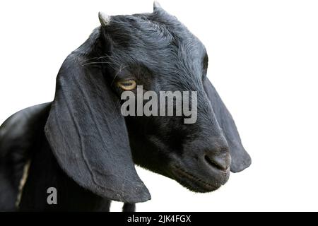 Isolated goat. Head of funny silly looking black goat isolated on white background with clipping path Stock Photo