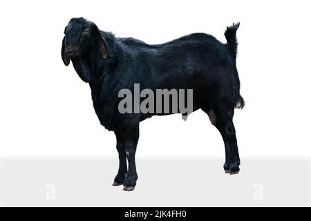 Black Goat Isolated On White with Clipping Path Stock Photo