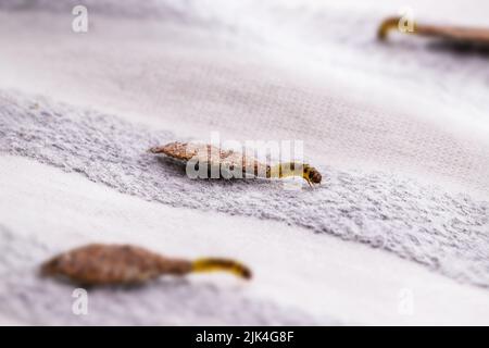 Wall moth larvae, found crawling up walls or clothing, inside a small cocoon, feed on fur (including the wool of clothing), feathers, leather, dead sk Stock Photo