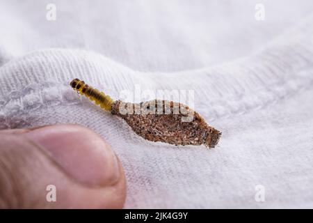 Wall moth larvae, found crawling up walls or clothing, inside a small cocoon, feed on fur (including the wool of clothing), feathers, leather, dead sk Stock Photo