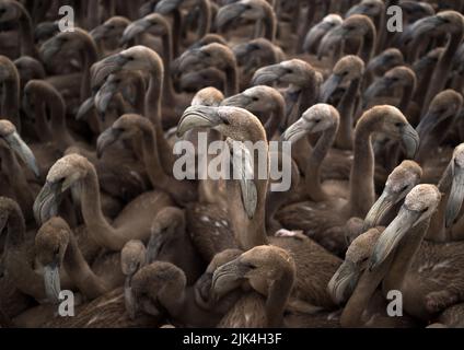 Malaga, Spain. 30th July, 2022. Flamingos are seen gathered during the tagging, evaluating and identifying of flamingo chicks to control their conservation at Fuente de Piedra Lake in Malaga. This lagoon is a nature reserve and breeding ground for flamingos where visitors can observe many species in their natural habitat. This year around 600 flamingo chicks were tagged with the assistance of 400 volunteers. (Photo by Jesus Merida/SOPA Images/Sipa USA) Credit: Sipa USA/Alamy Live News Stock Photo