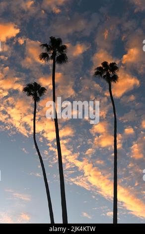 Three Palm Trees in silhouette against pink clouds and blue sky at sunset. Stock Photo