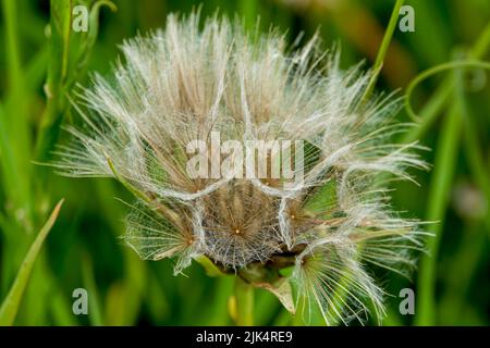 detailed close up of Meadow salsify (Tragopogon pratensis, showy goat's-beard or meadow goat's beard) Stock Photo