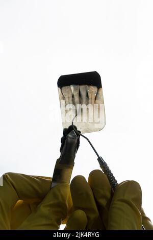 dentist holding dental radiography cut out isolated on white background Stock Photo