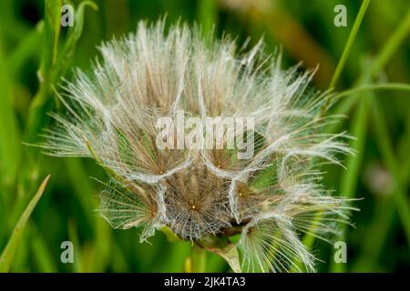 detailed close up of Meadow salsify (Tragopogon pratensis, showy goat's-beard or meadow goat's beard) Stock Photo