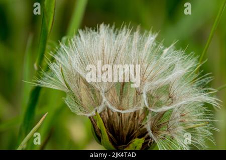 detailed close up of Meadow salsify (Tragopogon pratensis, showy goat's-beard or meadow goat's beard) Stock Photo