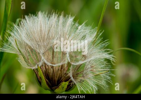 detailed close up of Meadow salsify (Tragopogon pratensis, showy goat's-beard or meadow goat's beard) Stock Photo