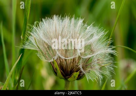 detailed close up of Meadow salsify (Tragopogon pratensis, showy goat's-beard or meadow goat's beard) Stock Photo