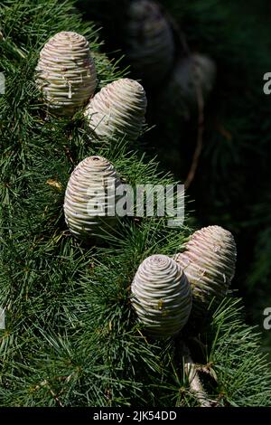 Cedrus deodara several light tree cones of Himalayan cedar Stock Photo